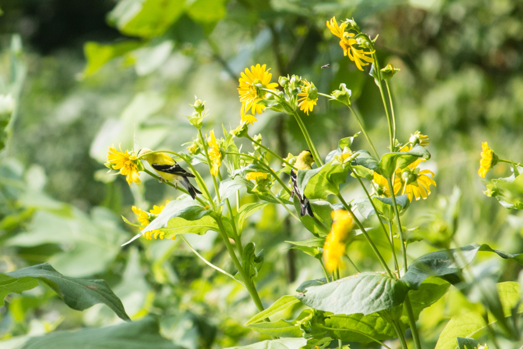 Goldfinches. Photo by Jessica Stewart