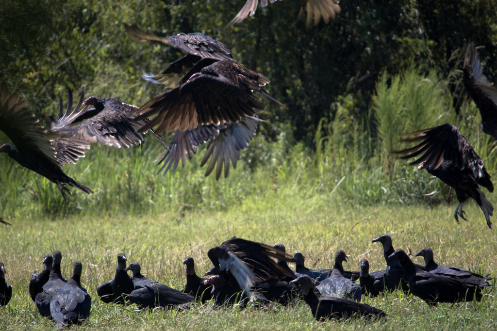 Vultures at Birds of Prey Center (Awendaw, SC). Photo Jessica Stewart