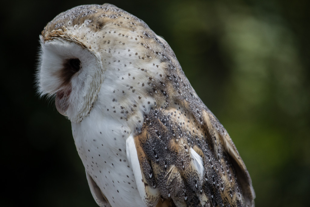 Barn Owl. Photo Jessica Stewart