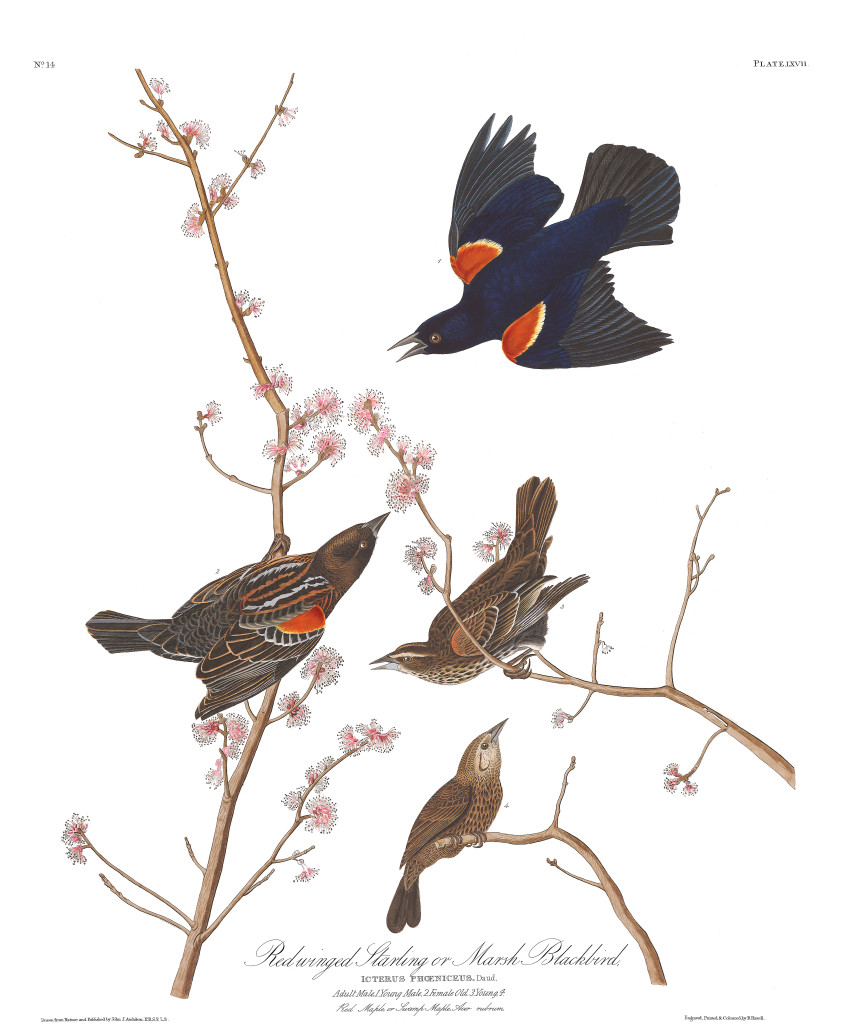 plate-67-red-winged-starling-final