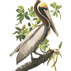 J.J. Audubon – Plate 251 – Brown Pelican