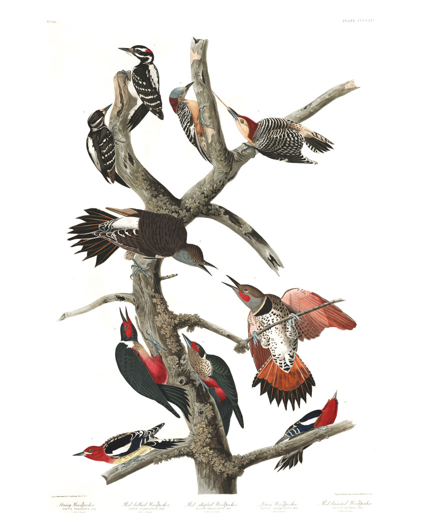 plate-416-hairy-woodpecker